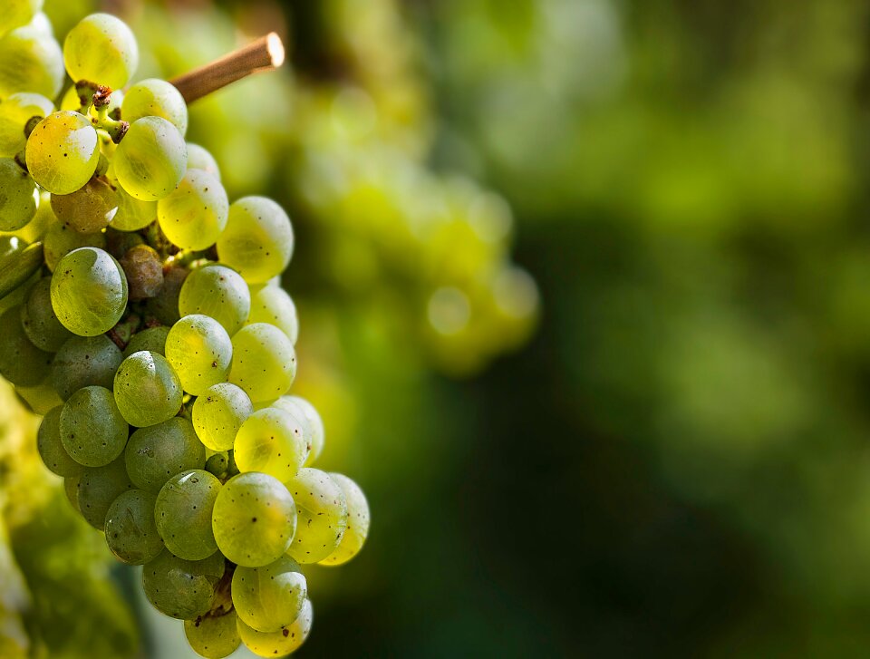 Fruit vine winegrowing