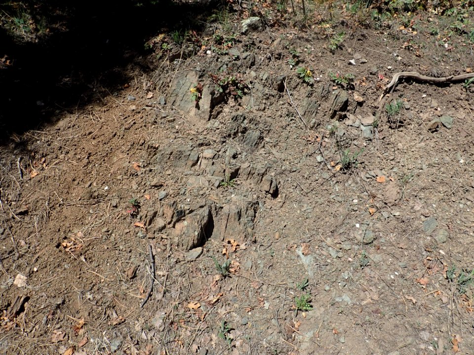 Moppin Complex greenschist