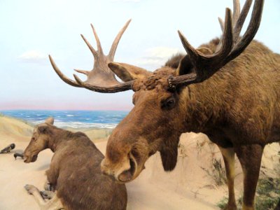 Moose diorama - Naturmuseum Senckenberg - DSC02148