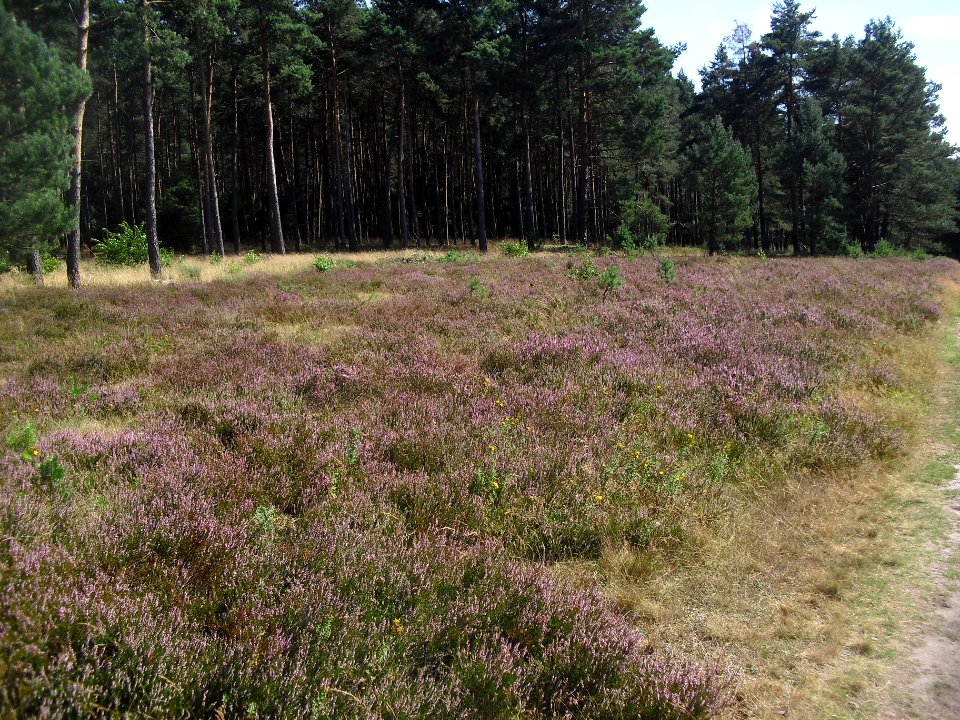 Moosheide - blühende Heide