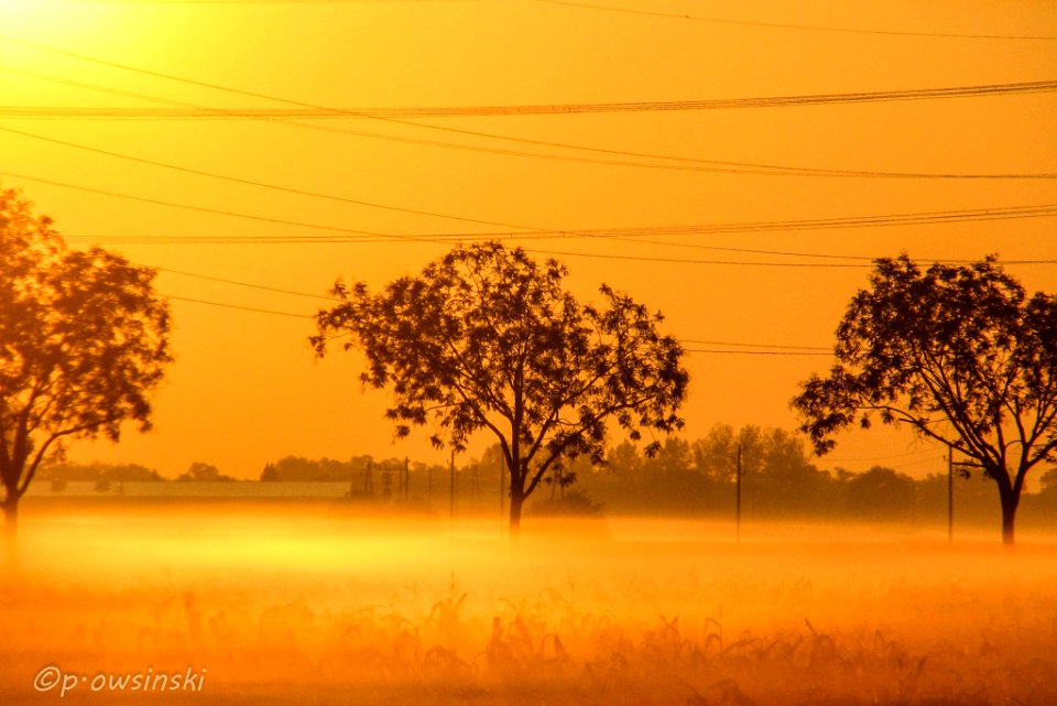 Morning Fog Over Maize Field (184933871)