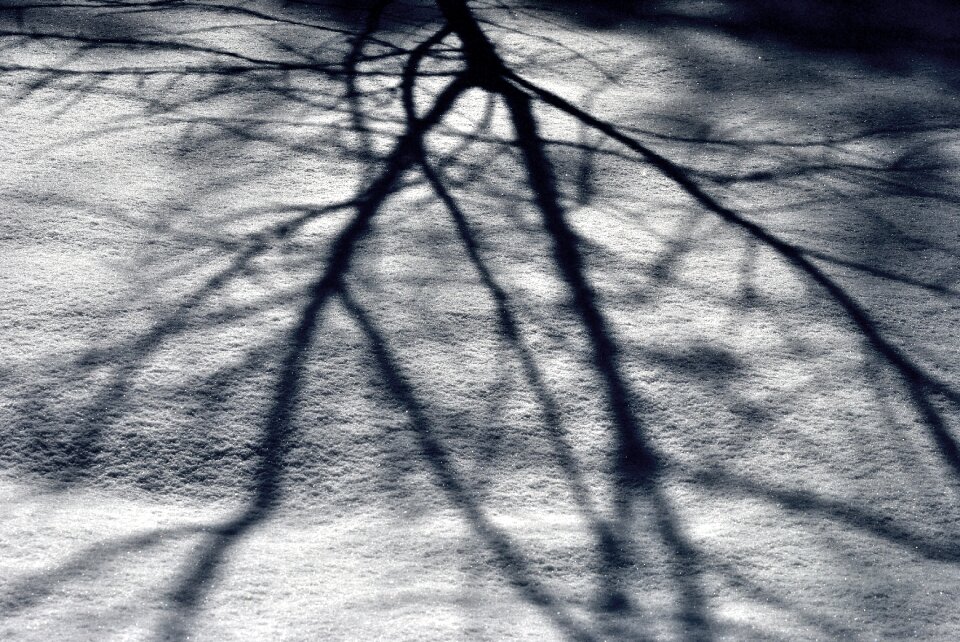 Branches light ground