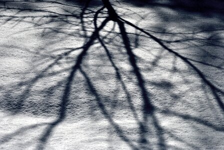 Branches light ground