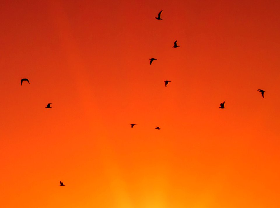 Morning Birds (180290691)