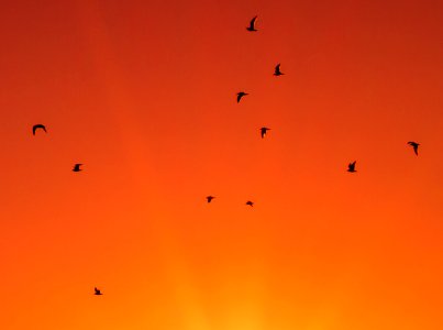 Morning Birds (180290691)
