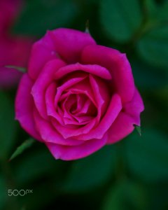 Morning Blossom (225730121)