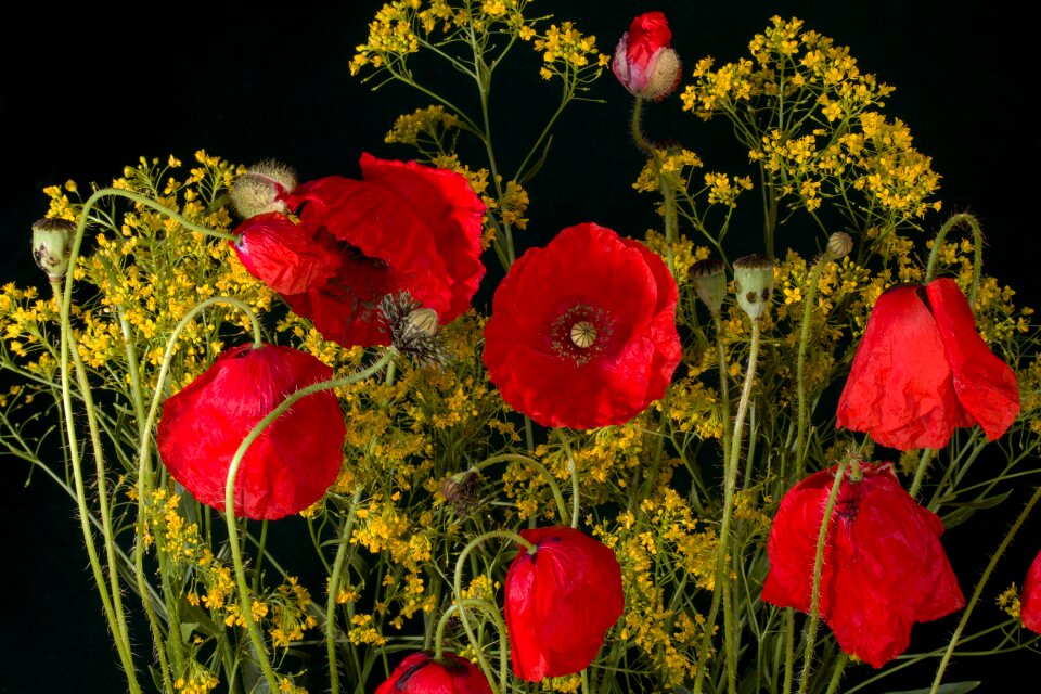 Red red poppy klatschmohn