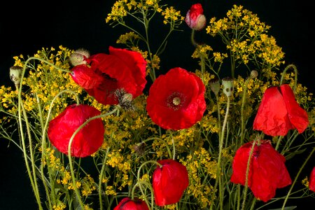 Red red poppy klatschmohn