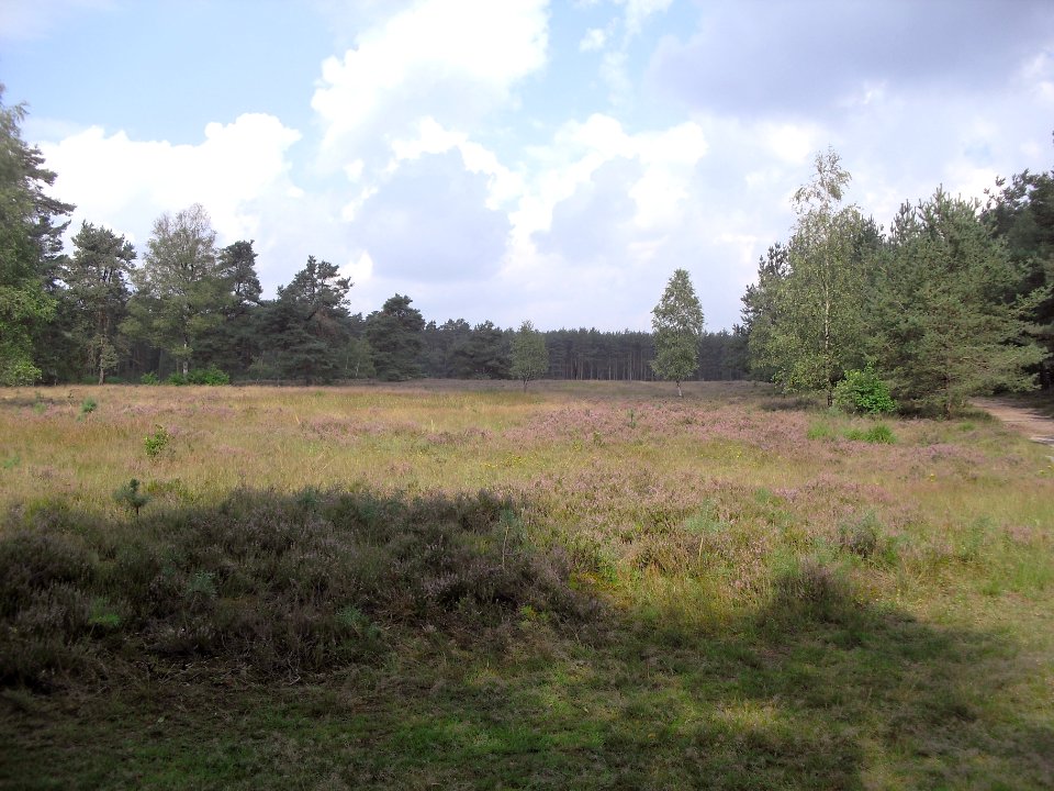 Moosheide-1