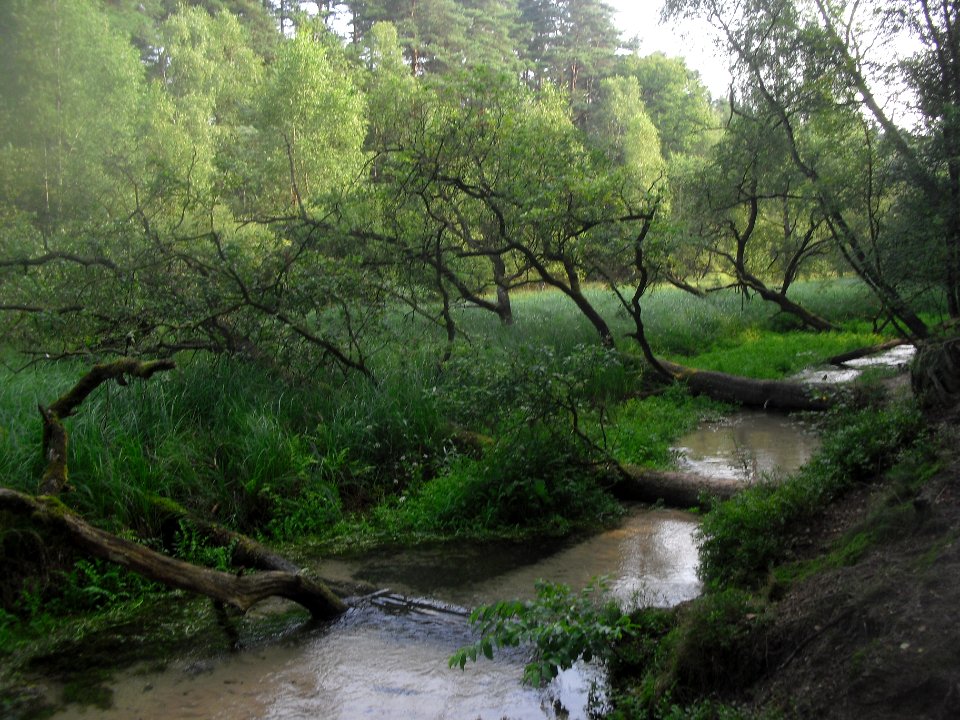 Moosheide - Emstal - 1