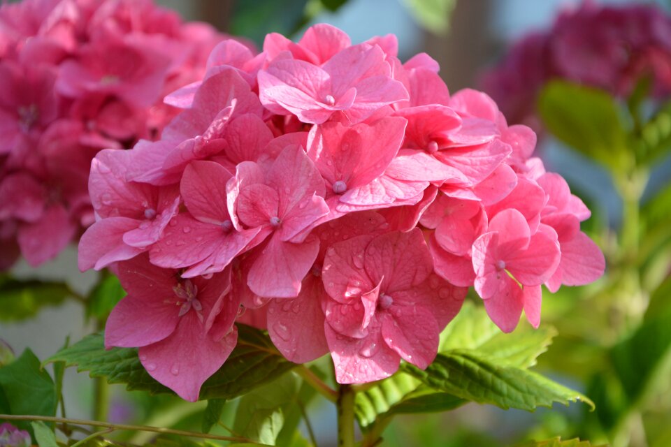 Plant flower pink flower