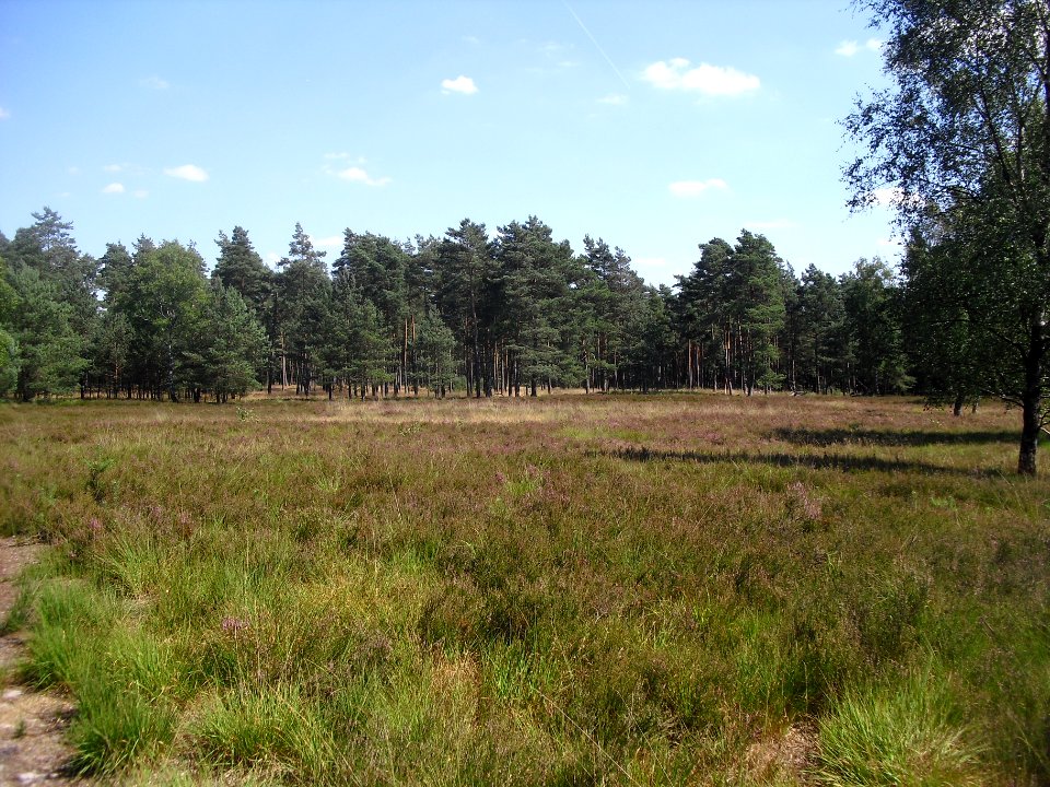 Moosheide, Heidefläche