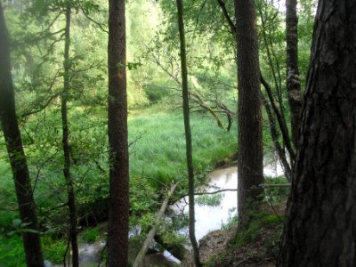 Moosheide - Emstal - 2