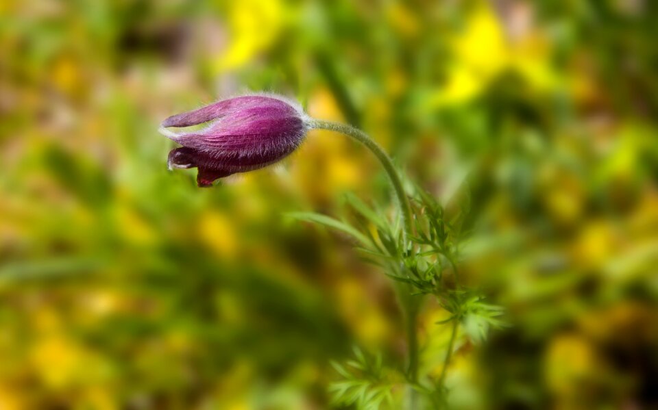 Spring pink flower wild flower
