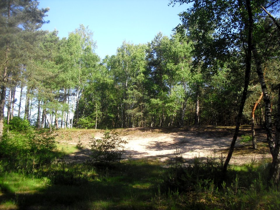 Moosheide - Düne - 1
