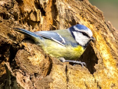 Garden bird bird nature