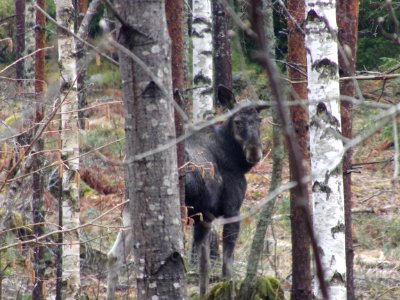 Moose in Kirkkonummi