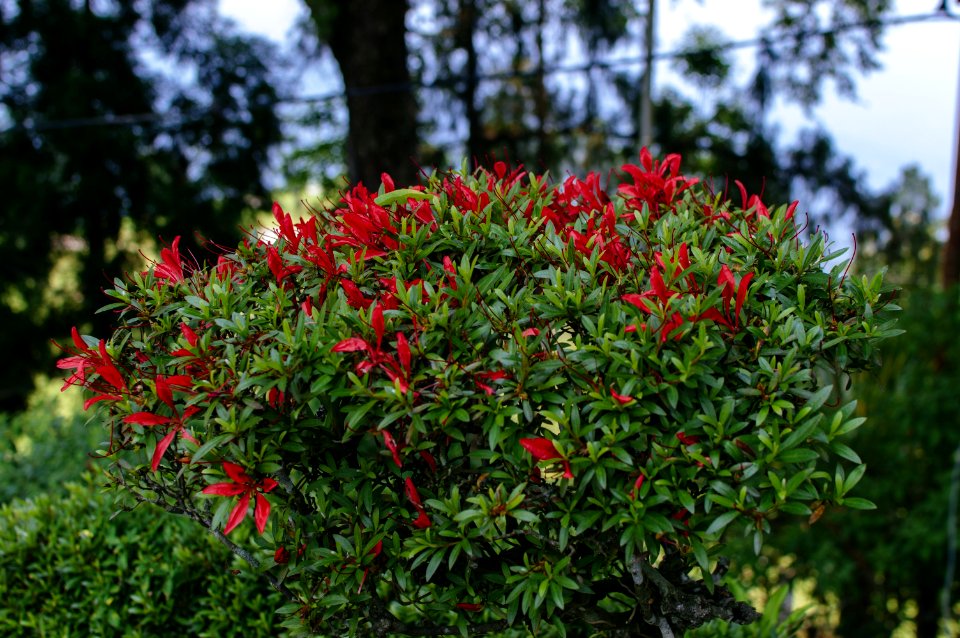 Morgan House Kalimpong33