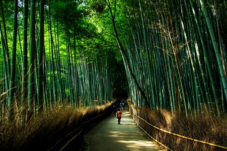 Bamboo green bamboo forest photo