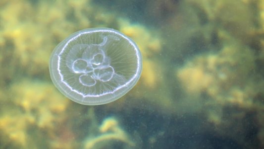 Moon jellyfish at Sämstad 2