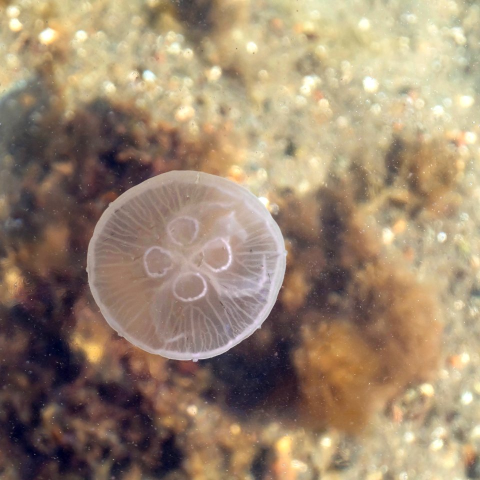 Moon jellyfish at Sämstad 6