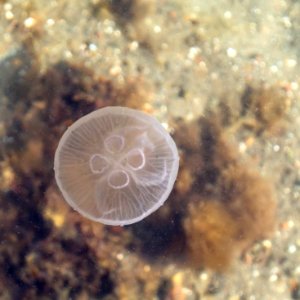 Moon jellyfish at Sämstad 6