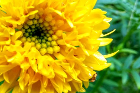 Morning Dew (193143541)