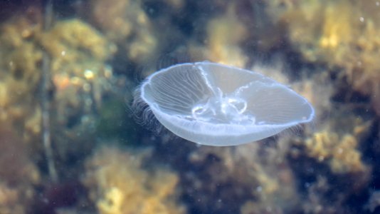 Moon jellyfish at Sämstad 5