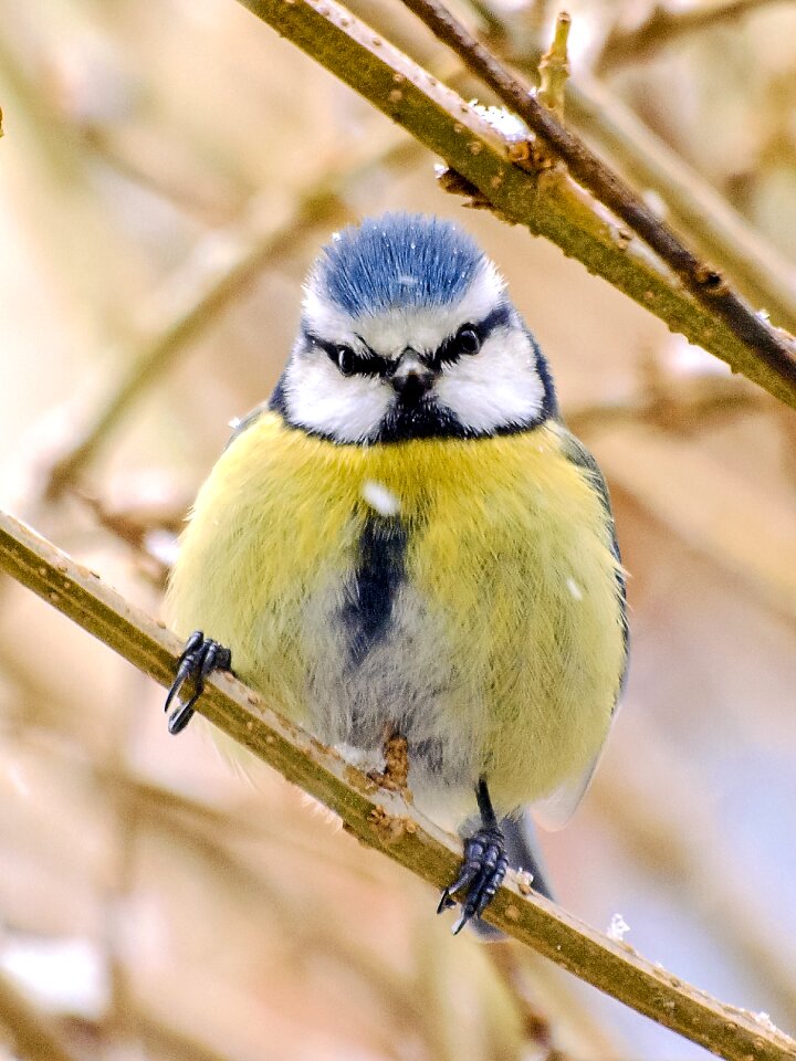Garden bird bird nature