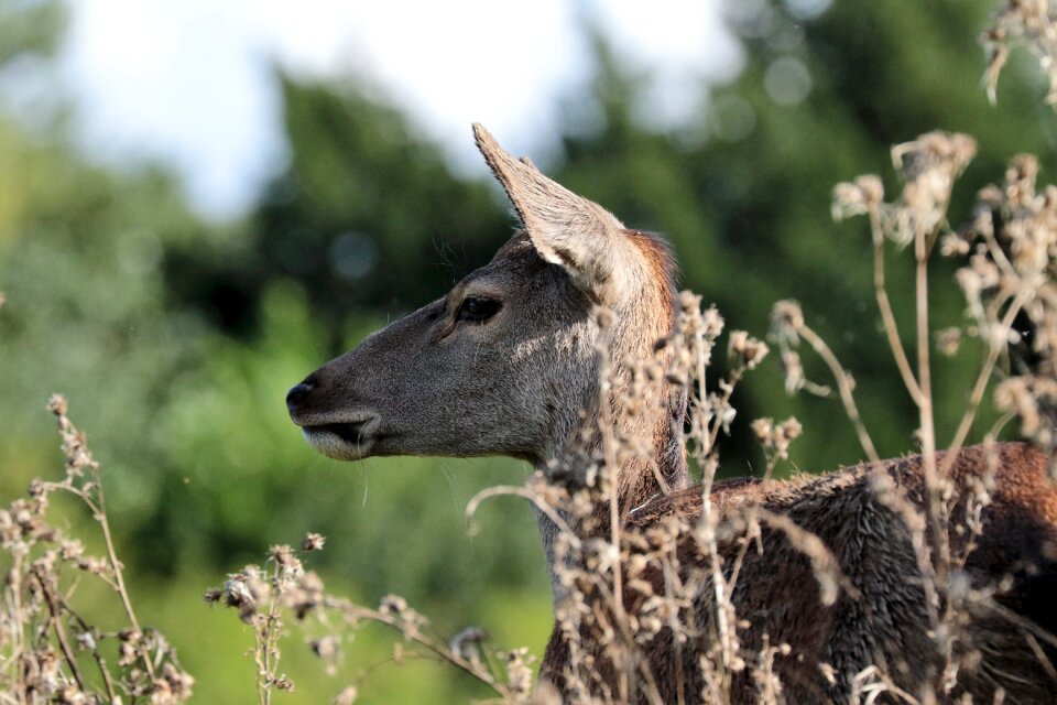 Nature wildlife mammal