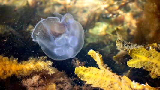Moon jellyfish at Govik beach 5
