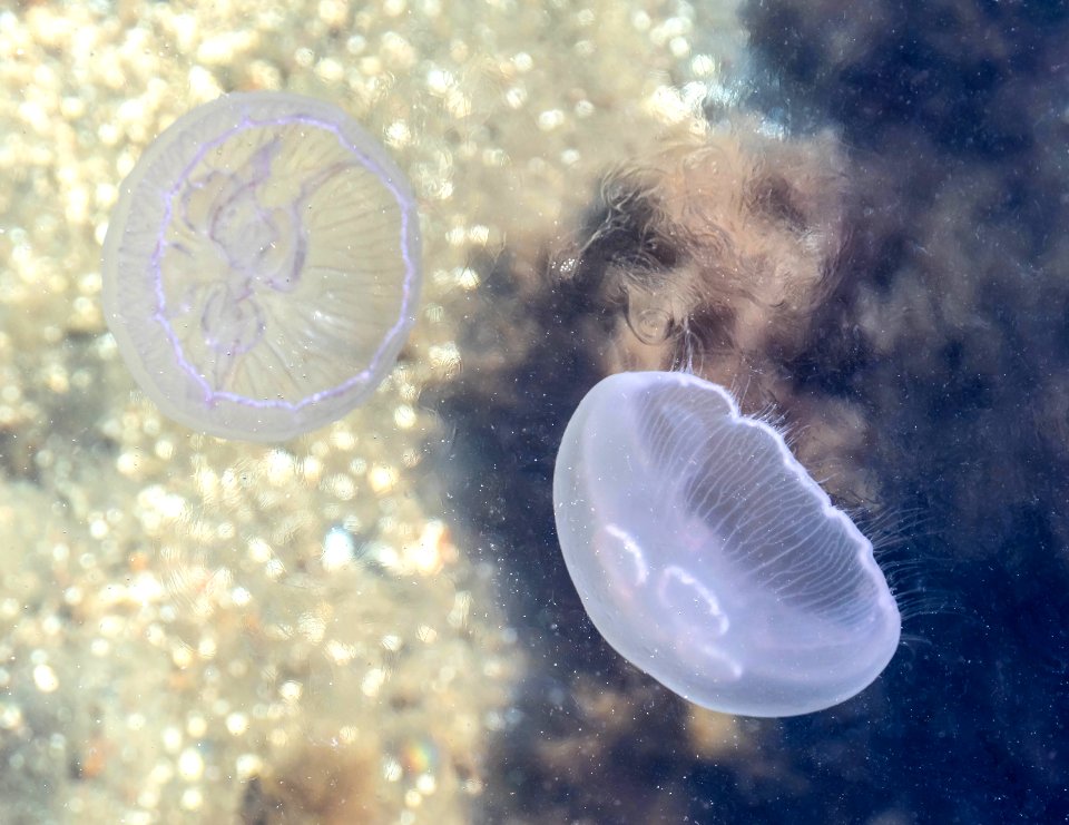 Moon jellyfishes disturbing the top water layer of Gullmarn fjord 3