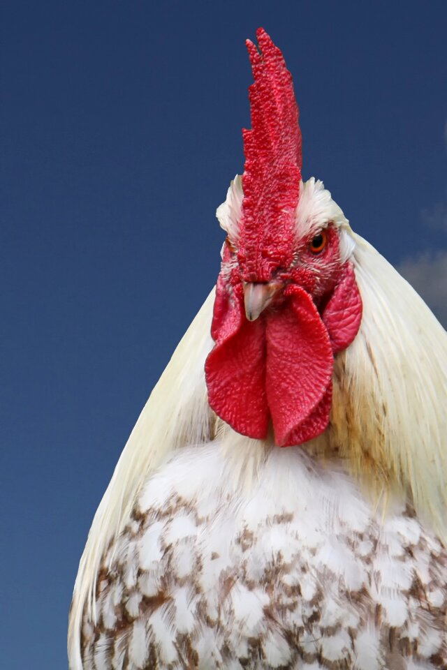 Gockel poultry male fowl