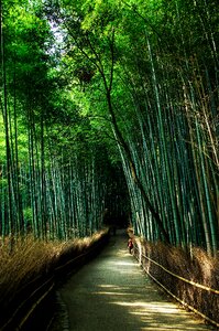 Bamboo green bamboo forest photo