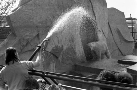 Mooi weer in Artis ijsberen worden nat gehouden, Bestanddeelnr 927-1185