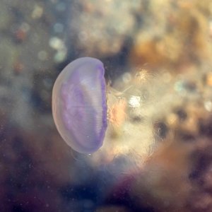 Moon jellyfish disturbing the top water layer of Gullmarn fjord 2