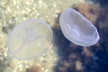 Moon jellyfishes disturbing the top water layer of Gullmarn fjord 2