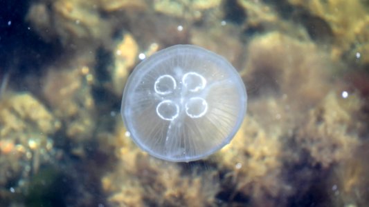 Moon jellyfish at Sämstad 3