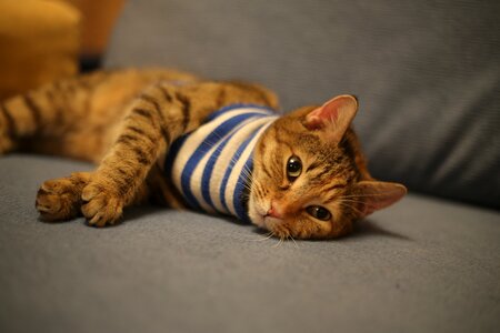 Pet home kitten