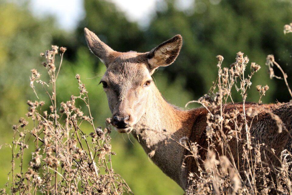 Nature wildlife mammal photo