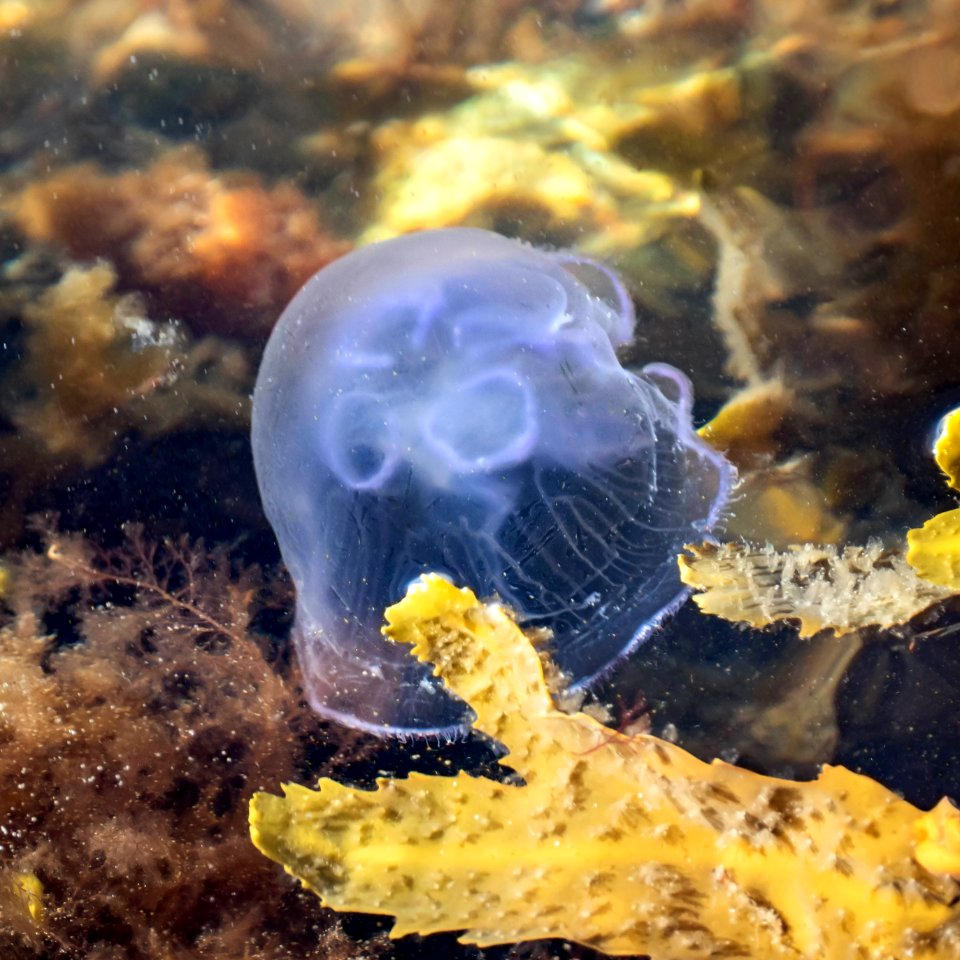 Moon jellyfish at Govik beach 4