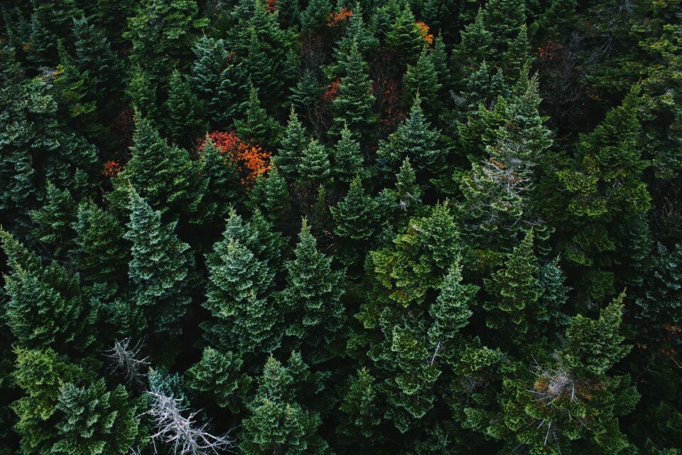 Evergreen fir trees green