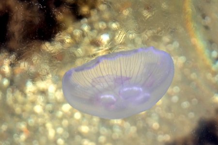 Moon jellyfish disturbing the top water layer of Gullmarn fjord