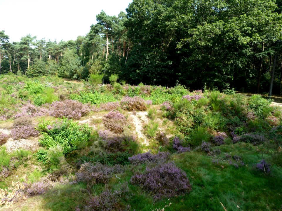 Mook-Mookerschans (4)