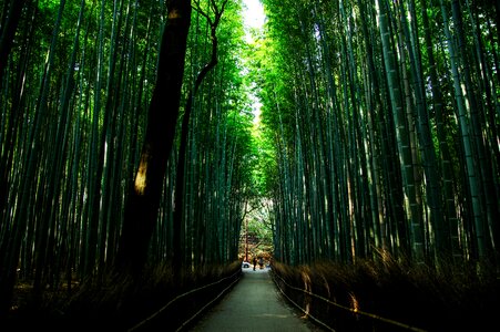 Bamboo green bamboo forest photo