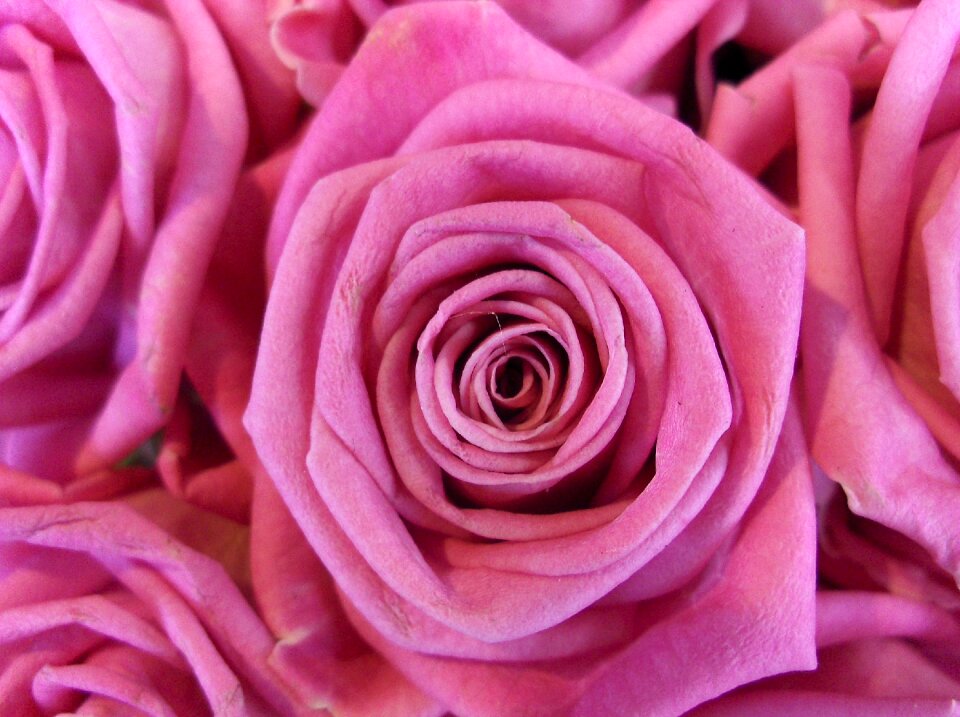 Pink rose flowers plant