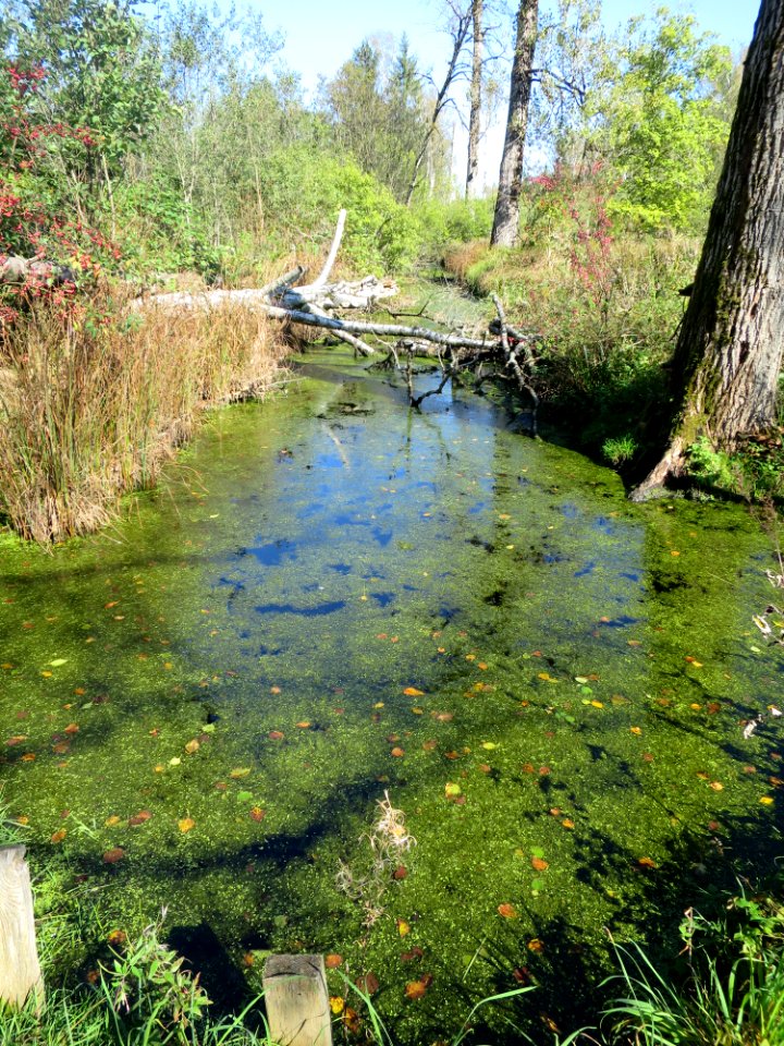 Moorbach Benediktbeuern 2