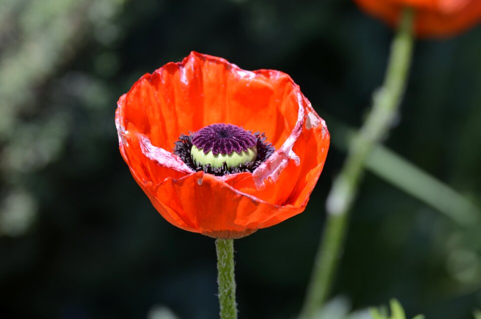 Poppy flower red poppy klatschmohn