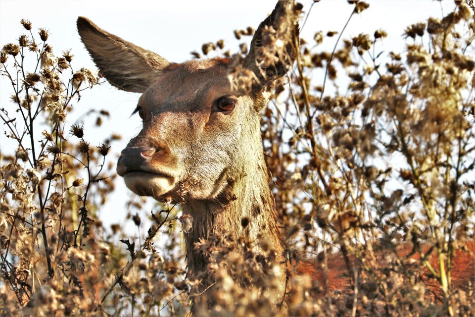 Nature wildlife mammal