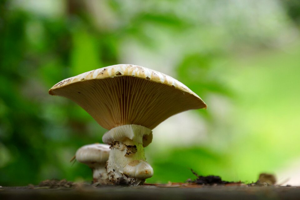 Tree mushrooms nature
